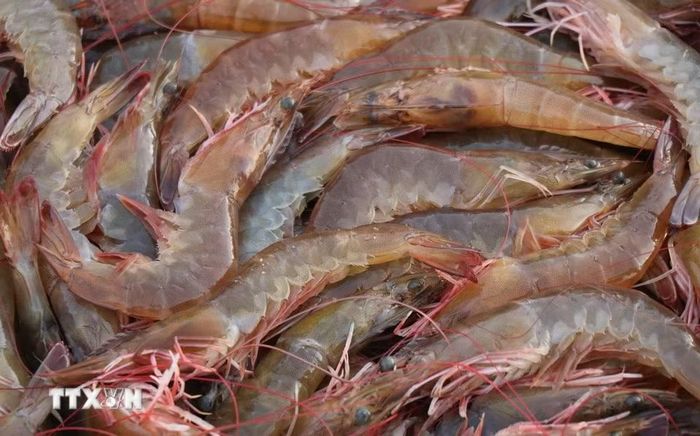 Mẻ tôm tươi rói được bày bán tại chợ cá Cửa Lở. (Ảnh: Phạm Cường/TTXVN)