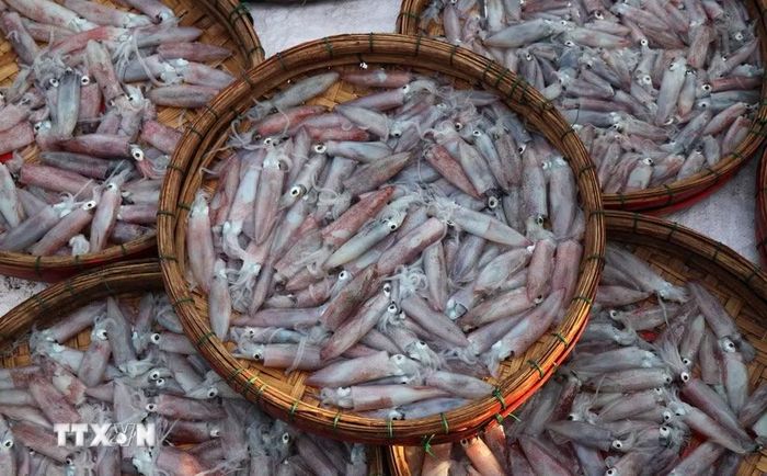 Những mẻ mực cơm còn tươi rói ở chợ cá Cửa Lở. (Ảnh: Phạm Cường/TTXVN)