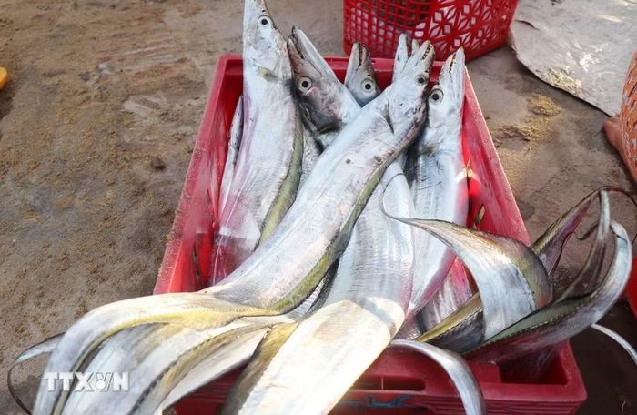 Những con cá hố câu dài gần 1m, vây vàng óng ánh là hải sản giá trị ở chợ cá Cửa Lở. (Ảnh: Phạm Cường/TTXVN)