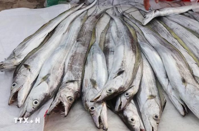 Cá hố câu vây vàng được bày bán nhiều ở chợ cá Cửa Lở. (Ảnh: Phạm Cường/TTXVN)