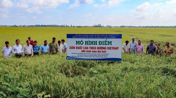 Nông dân tham quan mô hình điểm sản xuất lúa theo hướng VietGAP tại Hợp tác xã Nông nghiệp Thạnh Hưng, xã Tuyên Thạnh, tỉnh Tây Ninh. Ảnh: Minh Phú/TTXVN