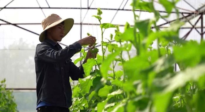 Anh Lê Quang Sang chăm sóc vườn dưa lưới.