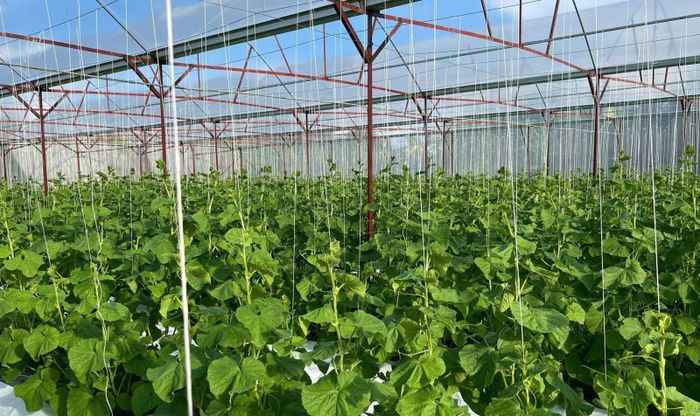Vườn dưa lưới của anh Lê Quang Sang sinh trưởng và phát triển tốt.
