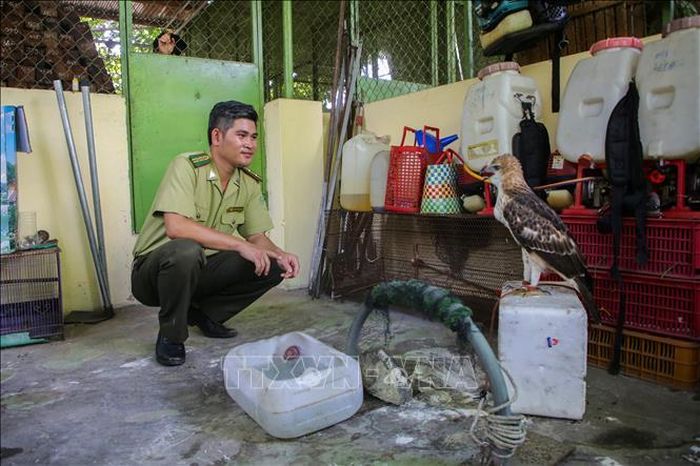 Lực lượng kiểm lâm Tây Ninh chăm sóc động vật hoang dã trước khi tái thả về môi trường tự nhiên. Ảnh: Giang Phương/TTXVN