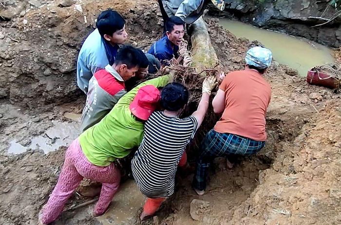 Những gốc cây bị đào tung rễ vì nghi ngờ bên dưới có vàng.