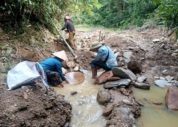 Những gốc cây bị đào tung rễ vì nghi ngờ bên dưới có vàng.