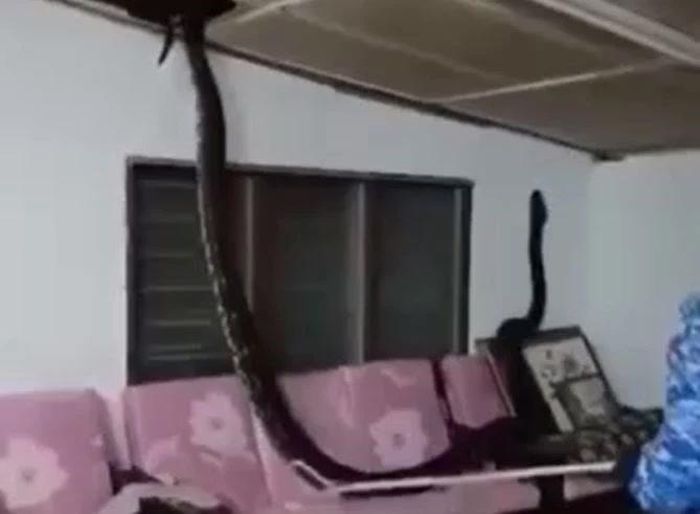 Ảnh cắt từ clip.
