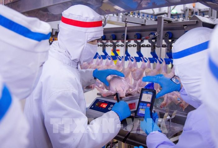 Quy trình kiểm tra chất lượng thịt gà tại nhà máy CPV Food Bình Phước. Ảnh: Hương Giang - TTXVN