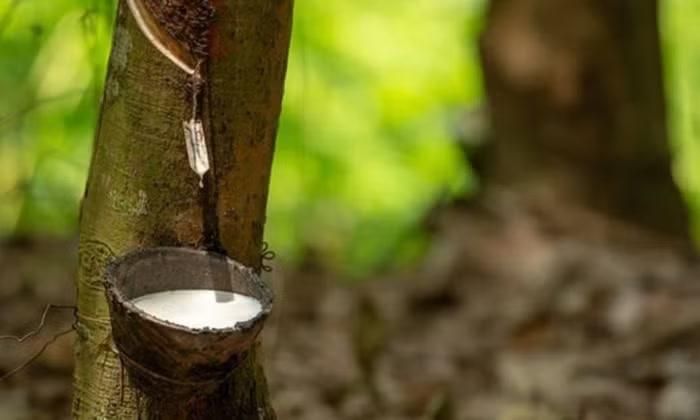 Trong nước, giá cao su duy trì ổn định