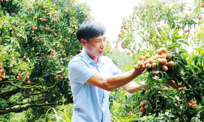 Anh Nguyễn Văn Cường, Giám đốc Công ty An Khánh kiểm tra chất lượng quả vải.