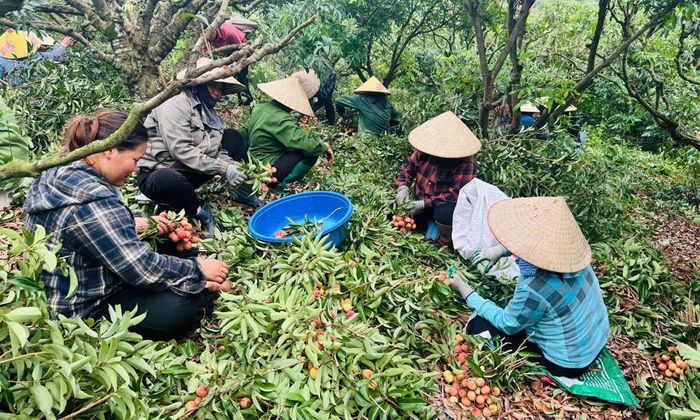 Công ty An Khánh thuê lao động thu hoạch vải thiều.