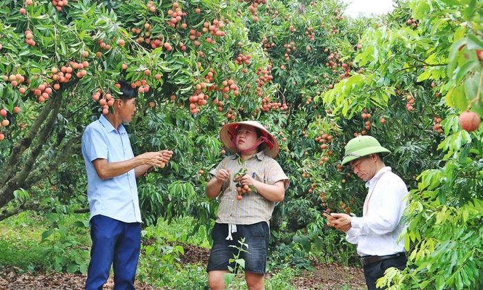 Đại diện Công ty An Khánh (ngoài cùng bên trái) trao đổi cùng cán bộ xã Kiên Lao và người dân địa phương về kỹ thuật chăm sóc vải thiều.