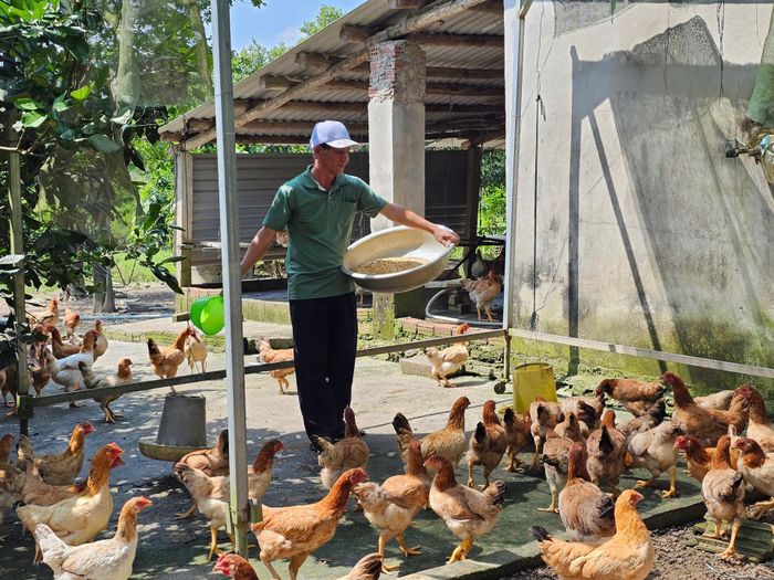 Mô hình kinh tế tuần hoàn của ông Huỳnh Như Khánh mang lại thu nhập ổn định và tạo việc làm cho lao động địa phương. Ảnh: TRẦN TRÚC