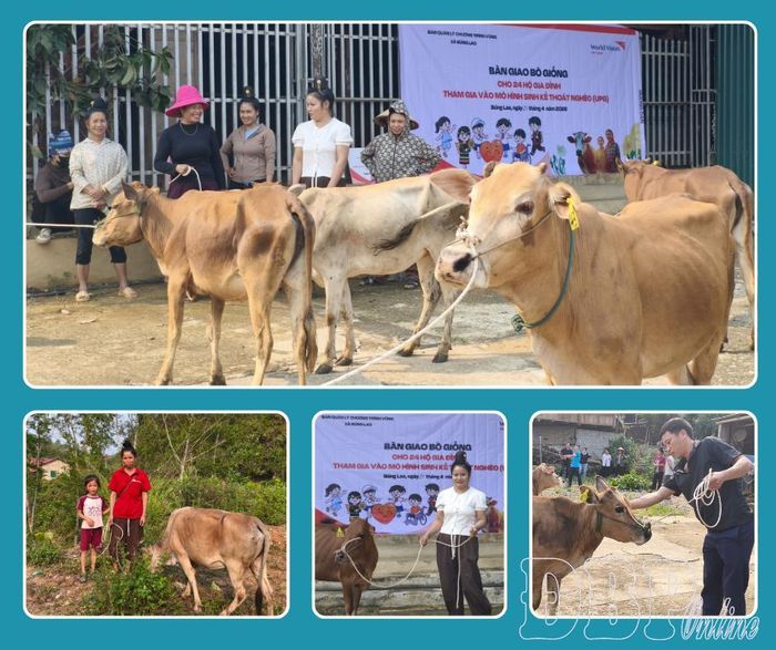 Người dân các xã: Búng Lao, Mường Lạn nhận hỗ trợ bò giống từ Chương trình vùng Mường Ảng.