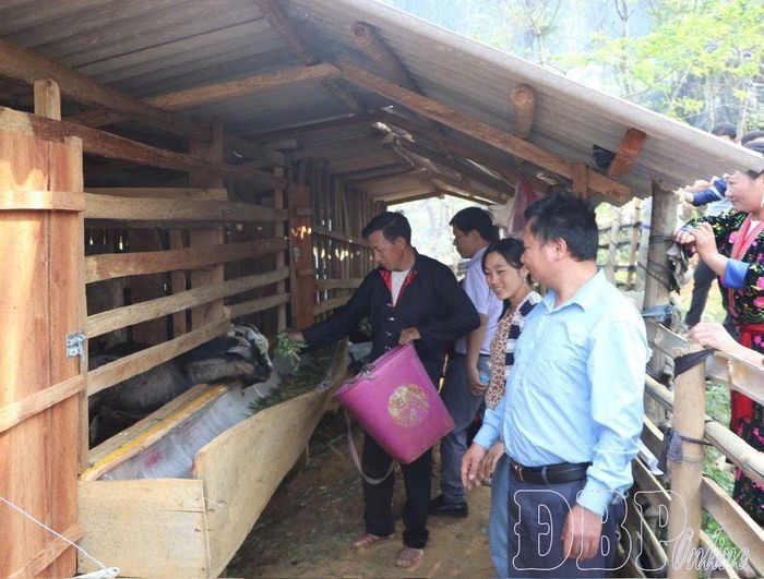 Anh Vừ A Sùng, bản Phô, xã Sính Phình chăm sóc đàn vật nuôi của gia đình.