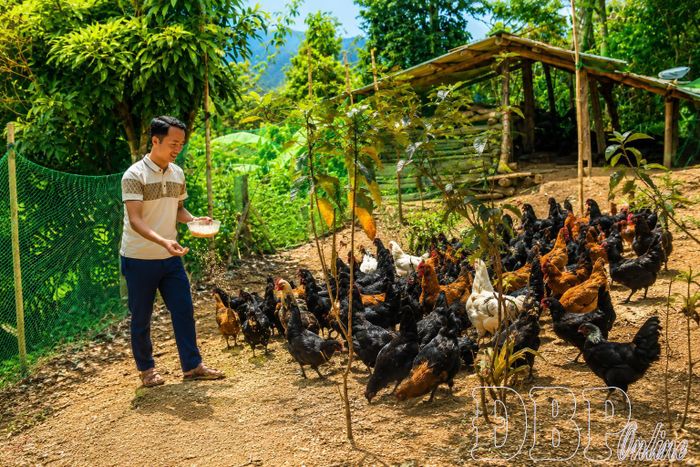 Anh Cháng A Dung, Bí thư Chi bộ bản Phìn Hồ, xã Si Pa Phìn làm giàu từ mô hình nuôi gà xương đen.