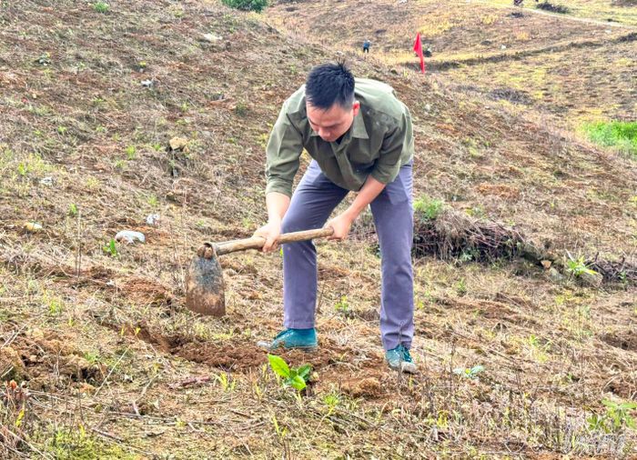Người dân xã Chiềng Sinh chăm sóc vườn cây cà phê sau xuống giống.
