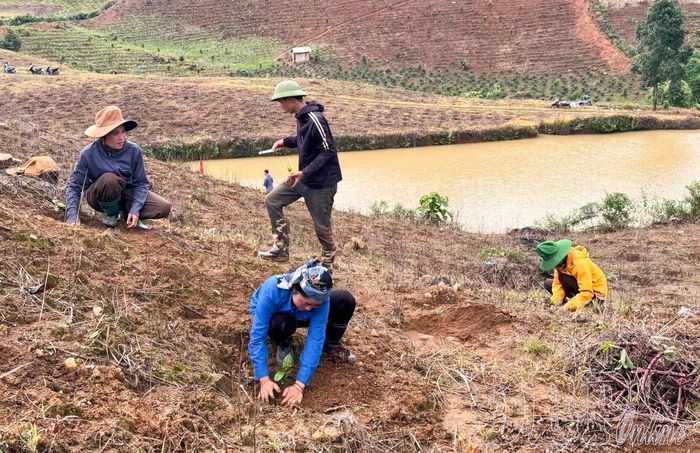 Người dân bản Đông Thấp, xã Chiềng Sinh xuống giống cây cà phê.