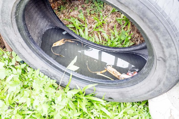 Chính vì hiện diện ở những nơi quá quen thuộc, các ổ lăng quăng rất dễ bị bỏ sót nếu việc kiểm tra và vệ sinh không được thực hiện thường xuyên. Ảnh: TL