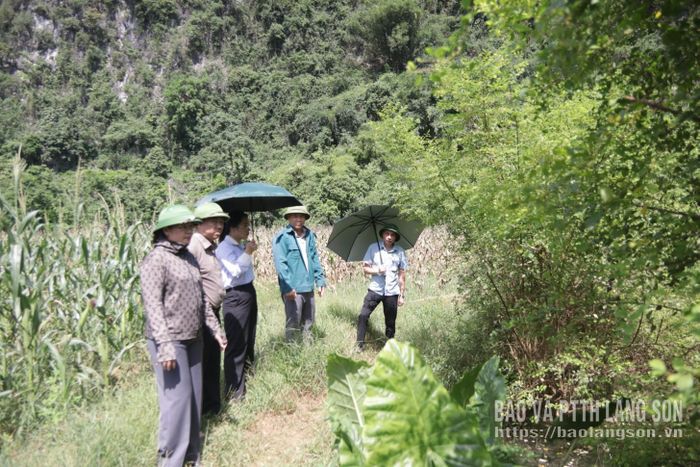 Đoàn công tác kiểm tra khu vực thường xuyên ngập úng vào mùa mưa, lũ trên địa bàn xã Chi Lăng