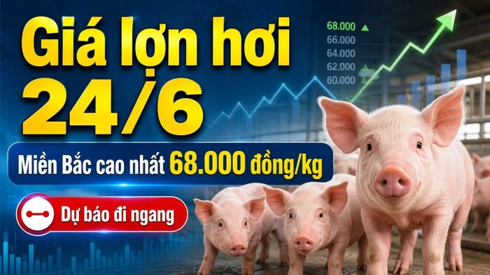 Cập nhật giá lợn hơi 3 miền sáng 24/6/2026. Hình minh họa