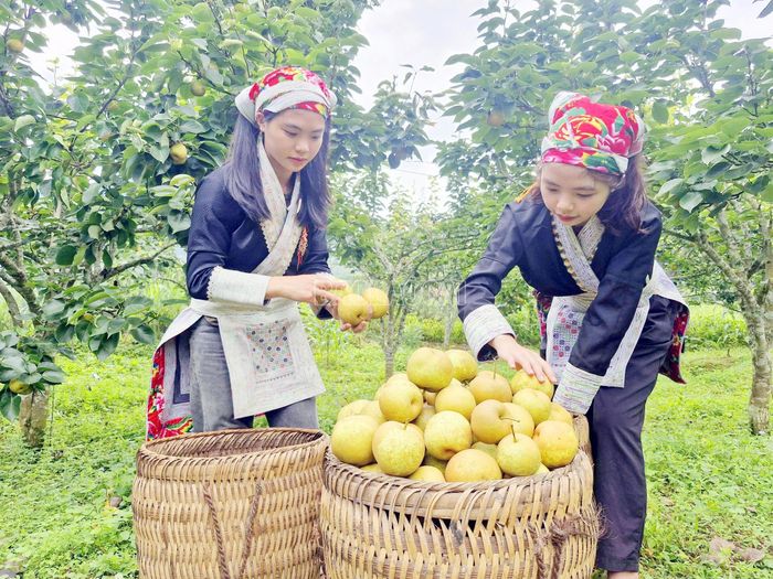 Từ cuối tháng 6 hằng năm, khi lê Tai nung bước vào vụ thu hoạch, người dân thu hái để bán cho thương lái.