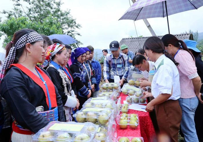 Lê Tai nung Mường Hum đạt chứng nhận OCOP 3 sao và được nhiều du khách lựa chọn làm quà.