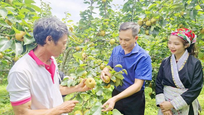Xã Mường Hum có 200 ha lê Tai nung, trong đó có khoảng 70 ha đang cho thu hoạch.