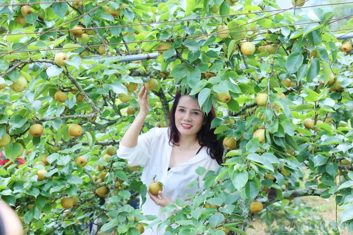 Du khách trải nghiệm hái lê Tai nung tại thôn Kin Chu Phìn 2, xã Mường Hum.