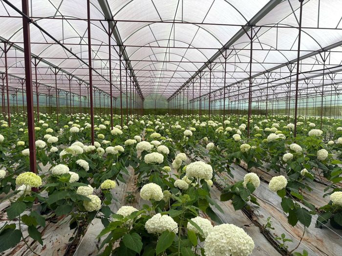 Hoa cẩm tú cầu giống mới, giá trị thương mại cao tại xã Lạc Dương