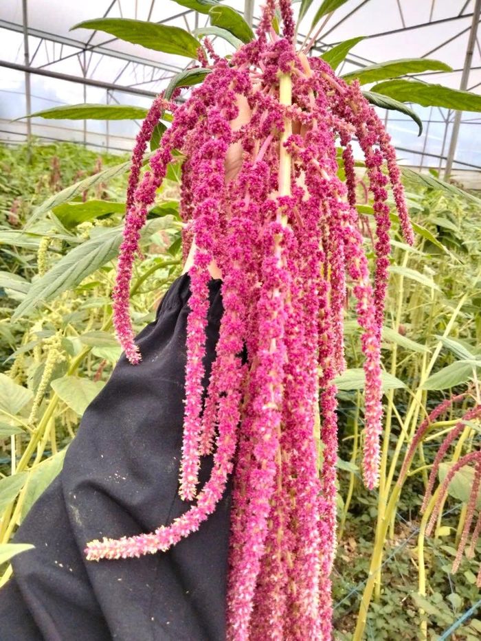 Hoa dền - một trong những giống hoa từ châu Âu đang thích nghi với thổ nhưỡng độ cao 1.500 m so với mặt biển