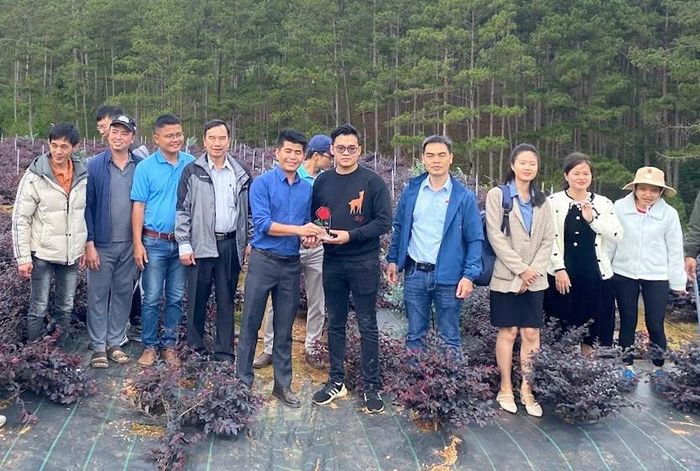 Nông trại ở xã Lạc Dương đang phát triển hơn 20 ha hoa, lá giống nhập khẩu từ khu vực châu Âu, châu Á