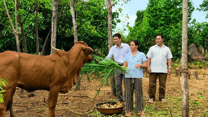 Nhờ được hỗ trợ cấp bò giống, chị H’Gieo đã từng bước cải thiện cuộc sống.