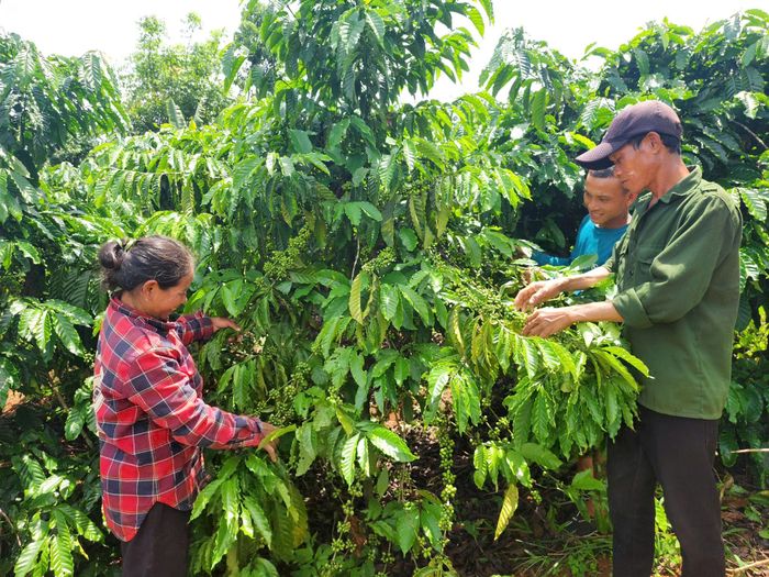 Người dân đến học tập kinh nghiệm chăm sóc cây trồng tại vườn của chị H’Liêm
