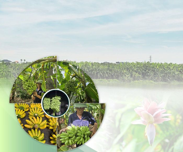 Nhờ cây chuối "đặc sản", nhiều hộ dân ở làng Đại Hoàng đã có cuộc sống ấm no.
