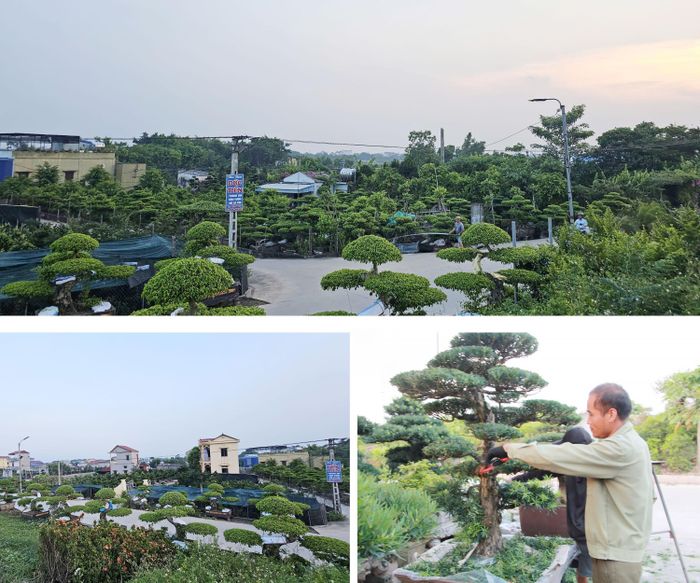 Nghề trồng cây cảnh truyền thống đã giúp người dân phường Vị Khê có nhà cửa khang trang và đóng góp xây dựng các công trình phúc lợi của địa phương.
