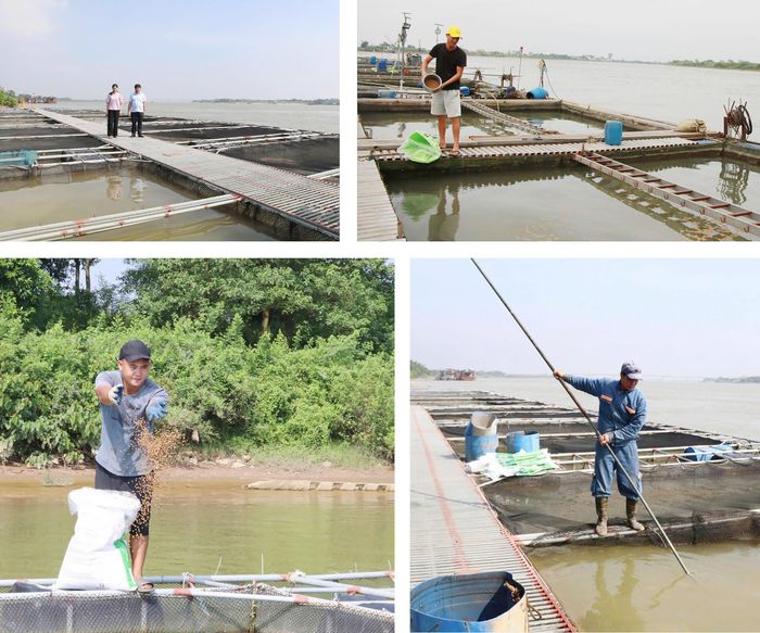Mô hình nuôi cá lồng trên sông đã phát huy được hiệu quả, góp phần nâng cao thu nhập, cải thiện đời sống cho người dân vùng bãi.