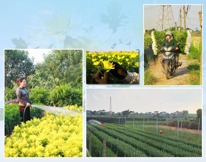 Trên vùng đất bãi ven sông, người dân phường Thiên Trường, phường Vị Khê phát triển nghề trồng hoa đem lại thu nhập cao.