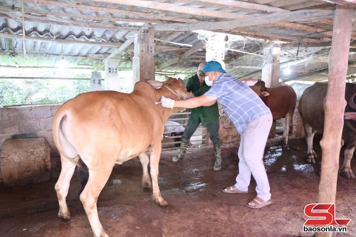 Cán bộ xã Chiềng La tiêm vắc xin phòng bệnh cho đàn bò.