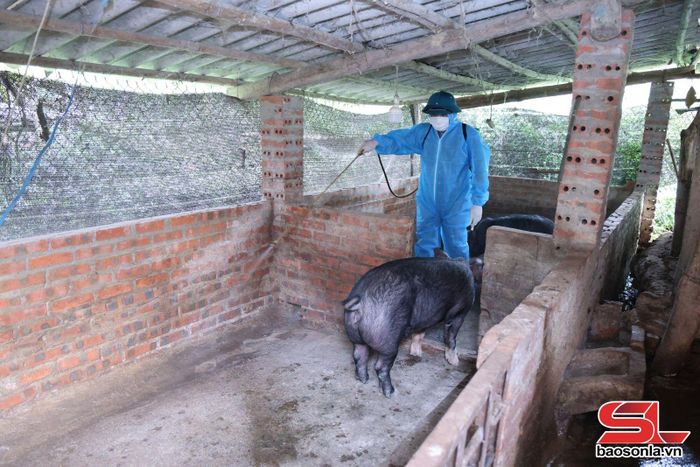 Cán bộ xã Chiềng La phun hóa chất tiêu độc, khử trùng khu vực chăn nuôi.