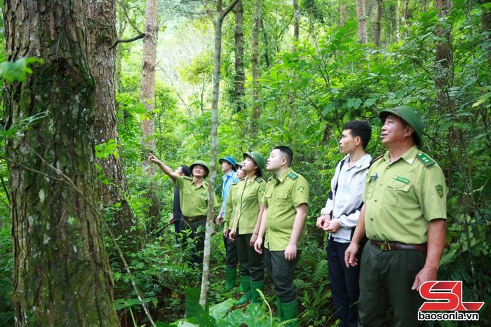Cán bộ Ban Quản lý Khu bảo tồn thiên nhiên Mường La cùng nhân dân tuần tra bảo vệ rừng.
