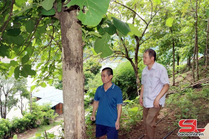 Nhân dân bản Vạn Yên, xã Tân Phong phát triển mô hình trồng rừng sản xuất.
