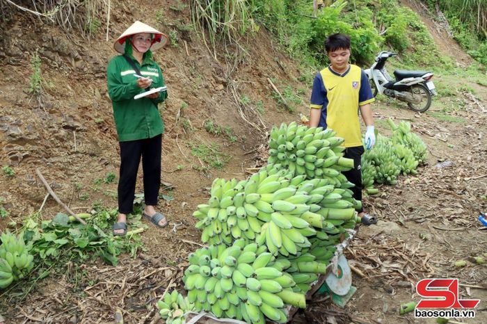 Thương lái thu mua chuối của nhân dân xã Tân Phong.
