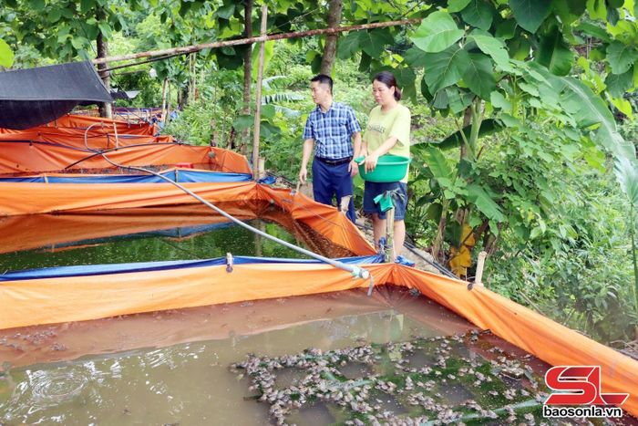 Mô hình nuôi ếch của nhân dân xã Tân Phong.