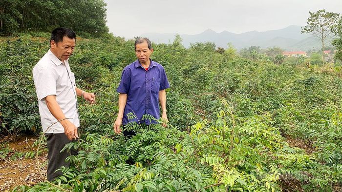 Hợp tác xã dược liệu Thuận Hằng, xã Thái Sơn liên kết với Viện Y học bản địa Thái Nguyên và Công ty Dược phẩm Bình Minh trồng dược liệu phục vụ chế biến.