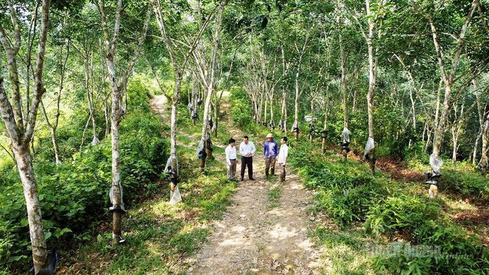 Sở hữu hàng nghìn ha cao su, mỗi năm Công ty cổ phần Cao su Hà Giang được nhận hàng trăm triệu đồng tiền dịch vụ môi trường rừng.