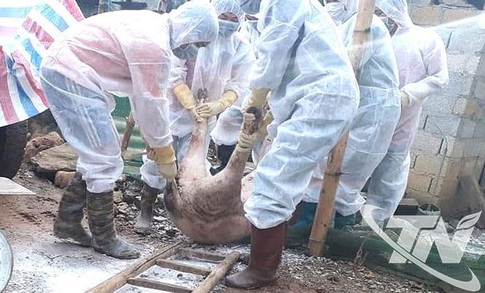 Toàn bộ số lợn nhiễm dịch tả lợn châu Phi (phát hiện thông qua hoạt động giám sát) được cơ quan chuyên môn xử lý tiêu hủy theo quy định.