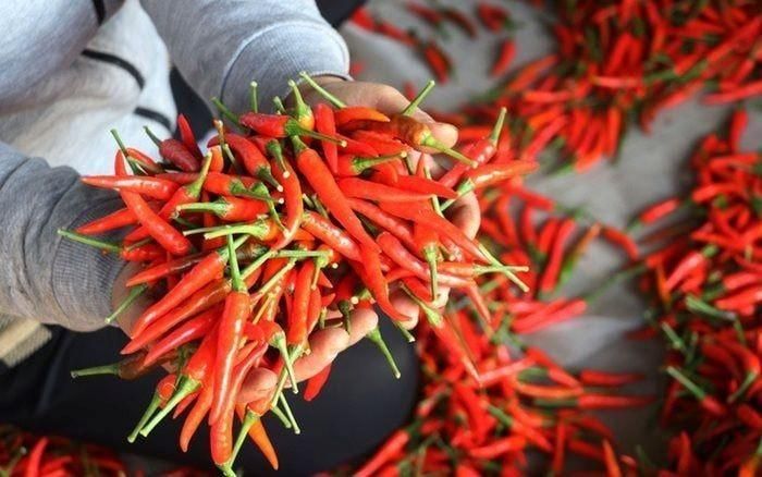  Xuất khẩu ớt của Việt Nam tiếp tục ghi nhận tín hiệu tích cực trong những tháng đầu năm 2026. Ảnh: TL