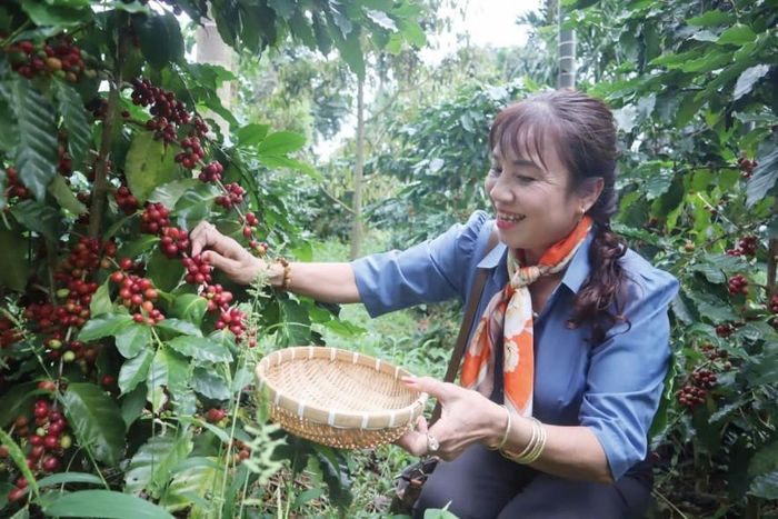Kinh tế của người dân khởi sắc khi nhiều mặt hàng nông sản chủ lực của Đắk Lắk liên tục duy trì giá trị xuất khẩu cao trên thị trường.
