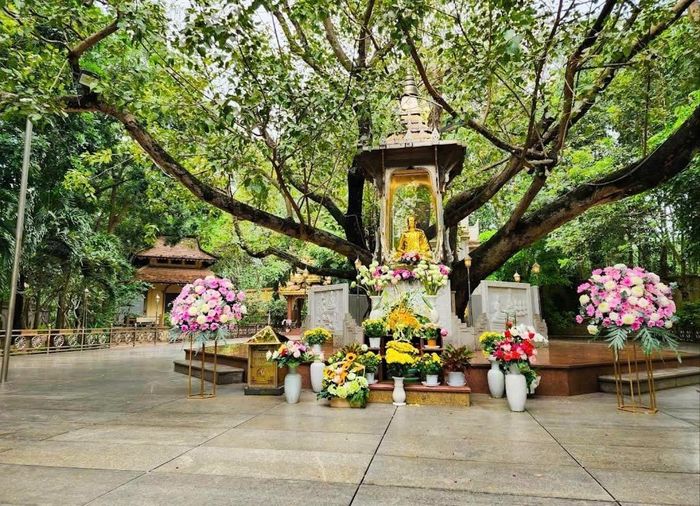 Tượng Phật an vị dưới bóng cây Bồ đề trong khuôn viên phía sau chùa, mang đến không gian thanh tịnh dành cho chiêm bái và thiền định. Ảnh: Đức Linh.